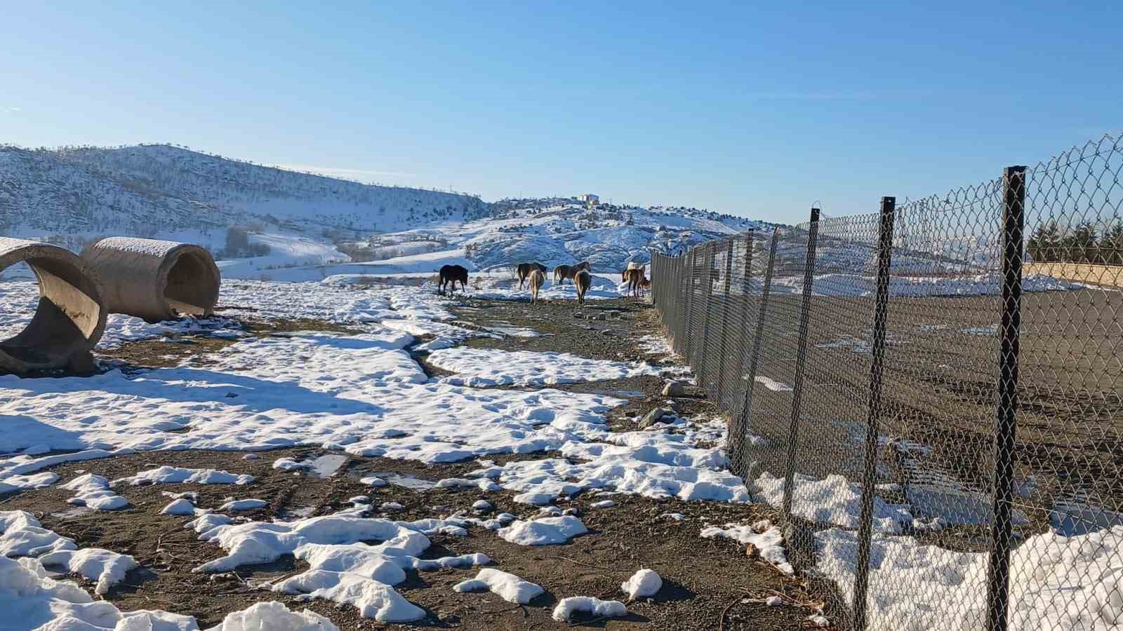 Kulp’ta aç kalan yaban atları grup halinde merkeze indi
