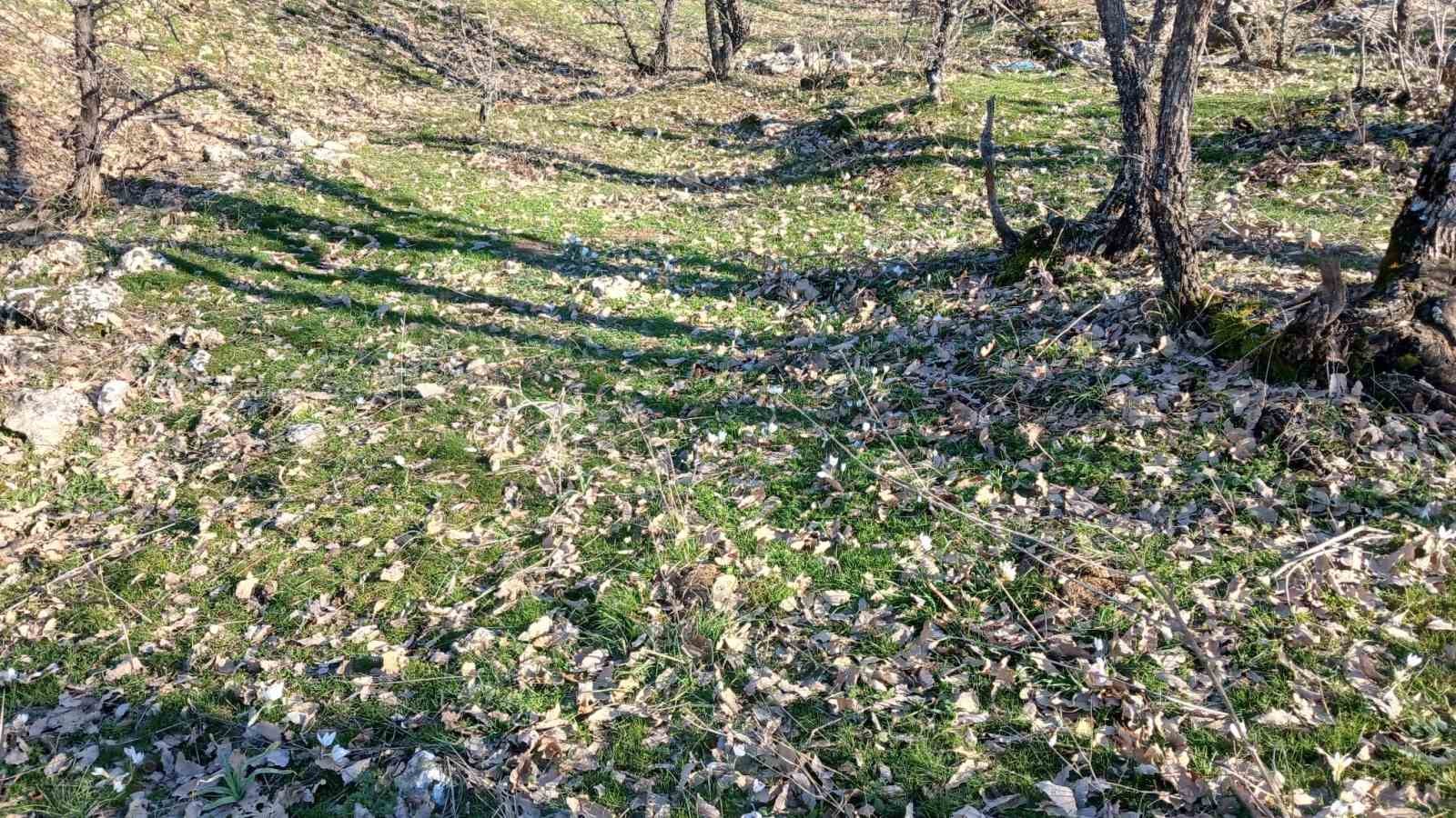 Kulp’ta baharın habercisi çiğdemler açtı
