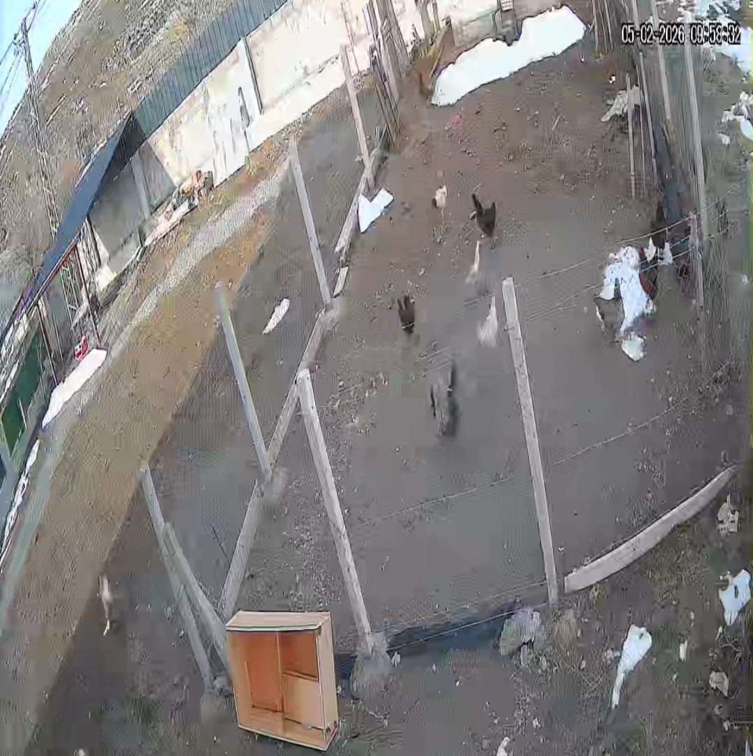 Kümese giren tilki tavuğu alıp götürdü: O anlar kamerada
