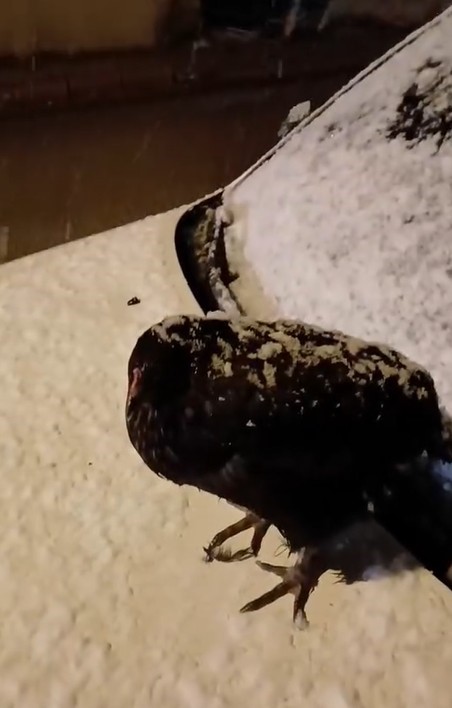 Kümesine giremeyen tavuk otomobil üzerine yumurtladı
