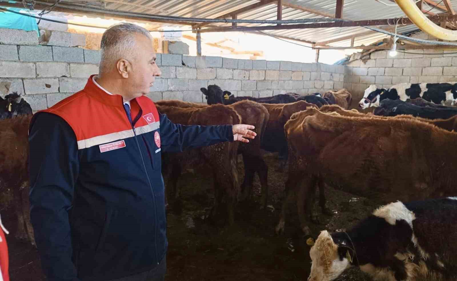 Kumlu’da yerli ırk hayvanlarla büyükbaş yetiştiriciliği yapan işletme incelendi
