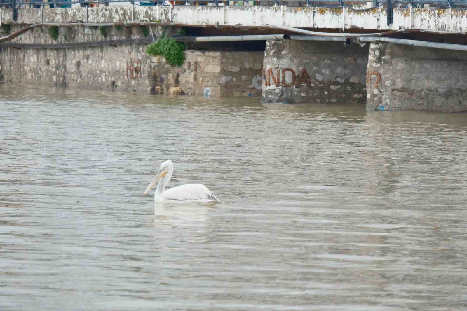 Kuraklıkla boğuşuyordu...Yağışlarla yeniden küçük Venedik oldu
Kuraklıkla boğuşuyordu...Yağışlarla yeniden küçük Venedik oldu