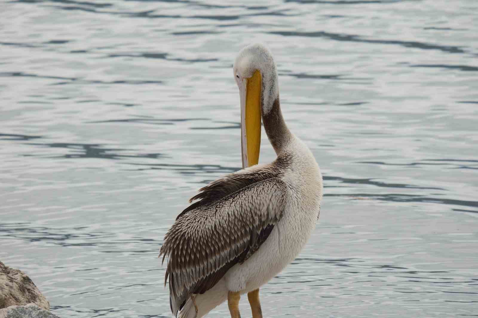 Kuraklıkla boğuşuyordu...Yağışlarla yeniden küçük Venedik oldu
Kuraklıkla boğuşuyordu...Yağışlarla yeniden küçük Venedik oldu