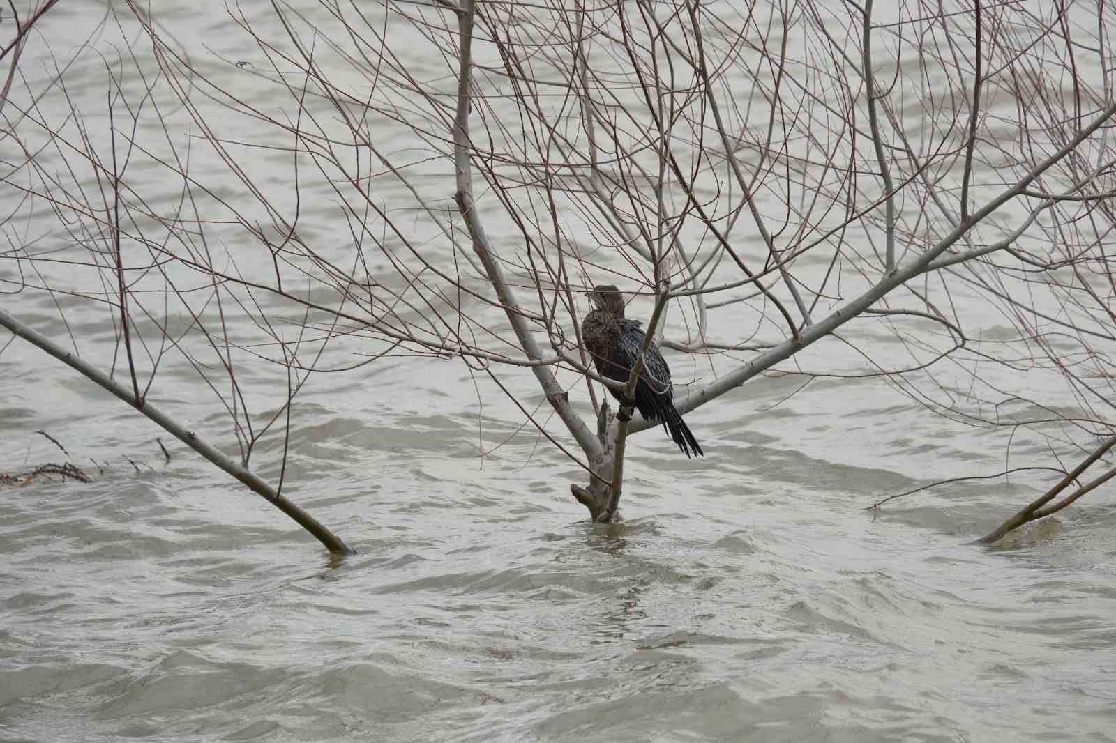 Kuraklıkla boğuşuyordu...Yağışlarla yeniden küçük Venedik oldu
Kuraklıkla boğuşuyordu...Yağışlarla yeniden küçük Venedik oldu
