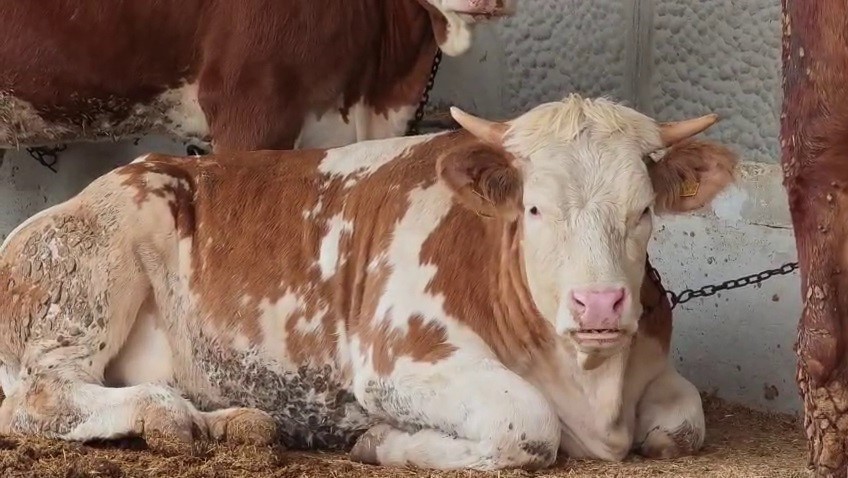 Kurban pazarında hareketlilik başladı
