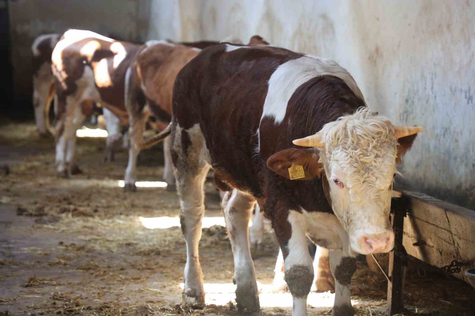 Kurbanlık alacaklara "yaş" uyarısı
