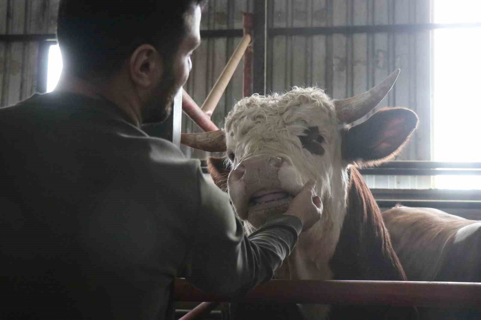 Kurbanlık alışverişinde erken alım hareketliliği
