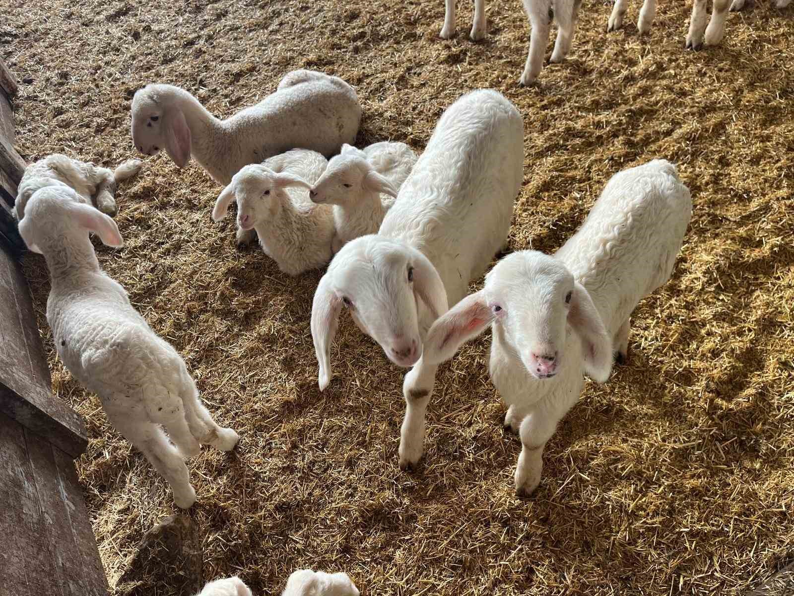 Kurbanlıklar görücüye çıkmaya başladı
