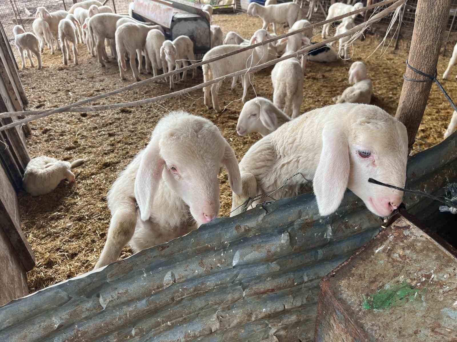 Kurbanlıklar görücüye çıkmaya başladı
