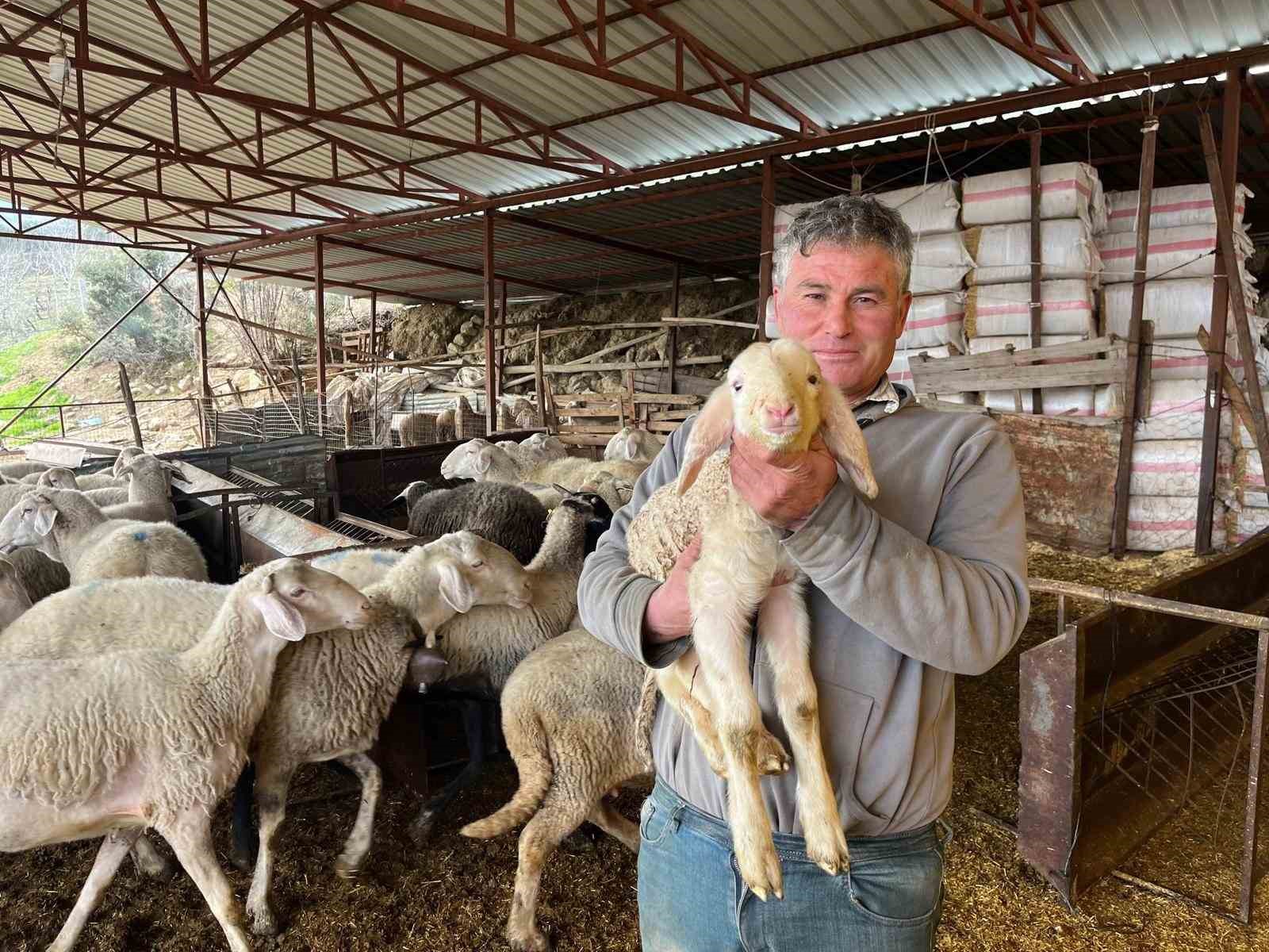 Kurbanlıklar görücüye çıkmaya başladı
