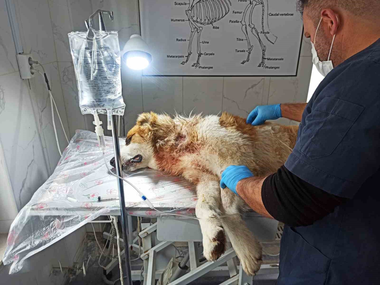 Kurdun saldırısına uğrayan köpek yaralandı
