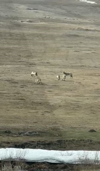 Kurt sürüsü arazide böyle görüntülendi
