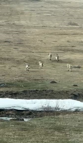 Kurt sürüsü arazide böyle görüntülendi
