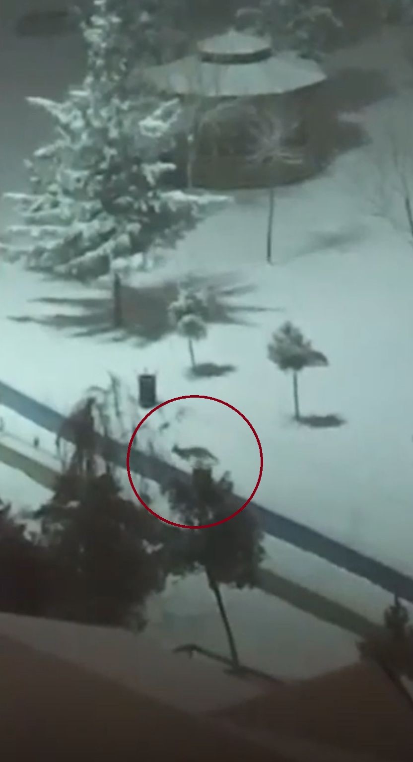 Kurtalan’da tilkiler şehir merkezine indi
