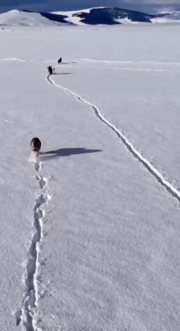 Kurtlar karlı arazide ağzında kemikle görüntülendi
