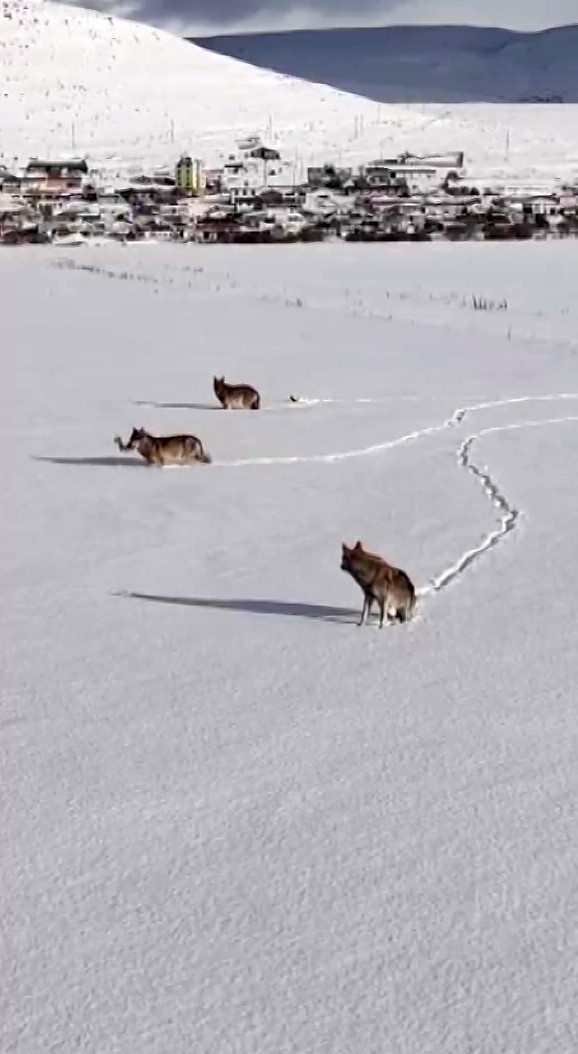 Kurtlar karlı arazide ağzında kemikle görüntülendi

