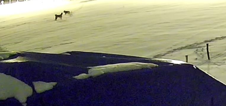 Kurtlarla dövüşen köpekten geriye postu kaldı
