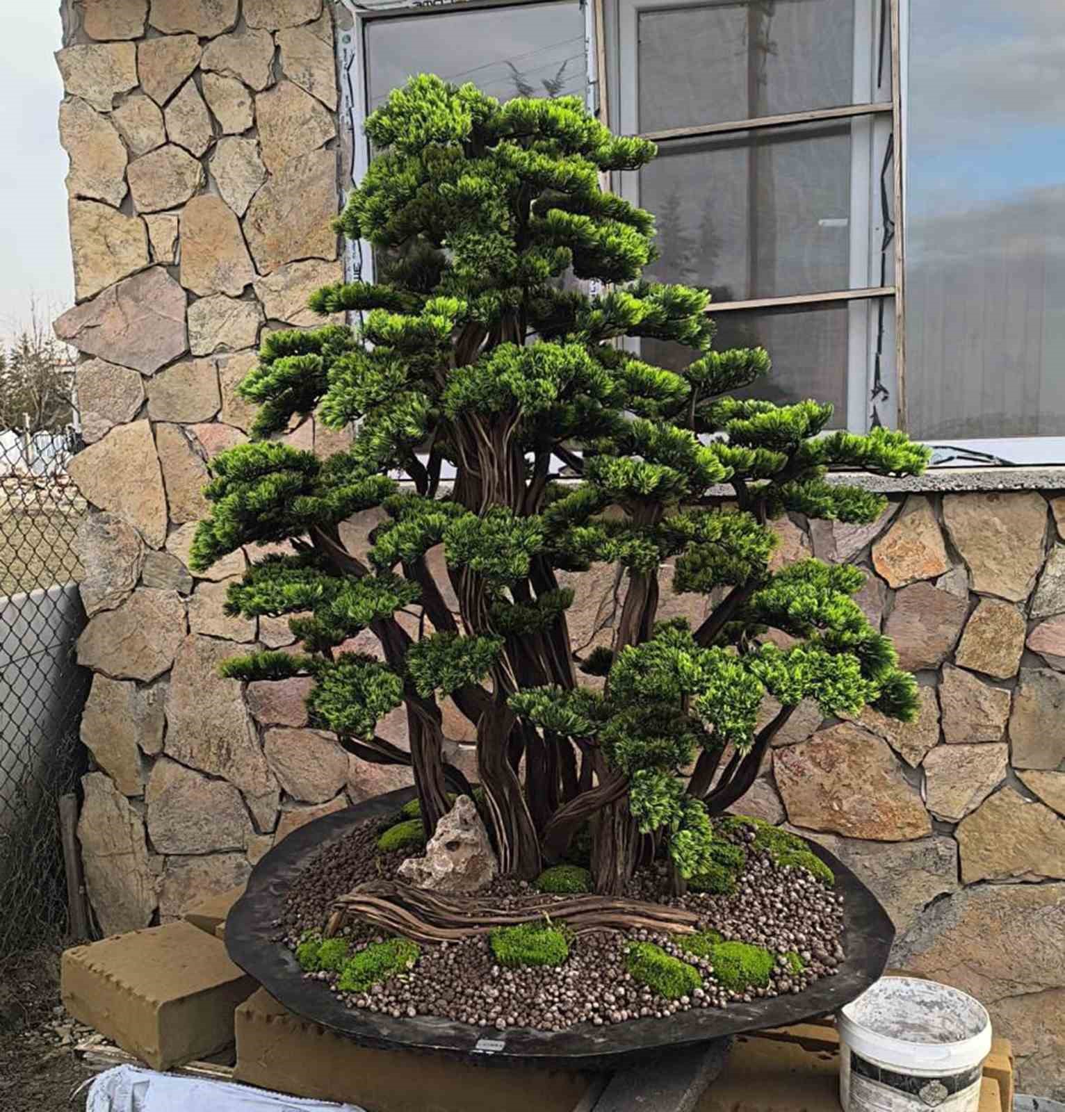 Kuru Geven köylünün gelir kaynağı oldu
