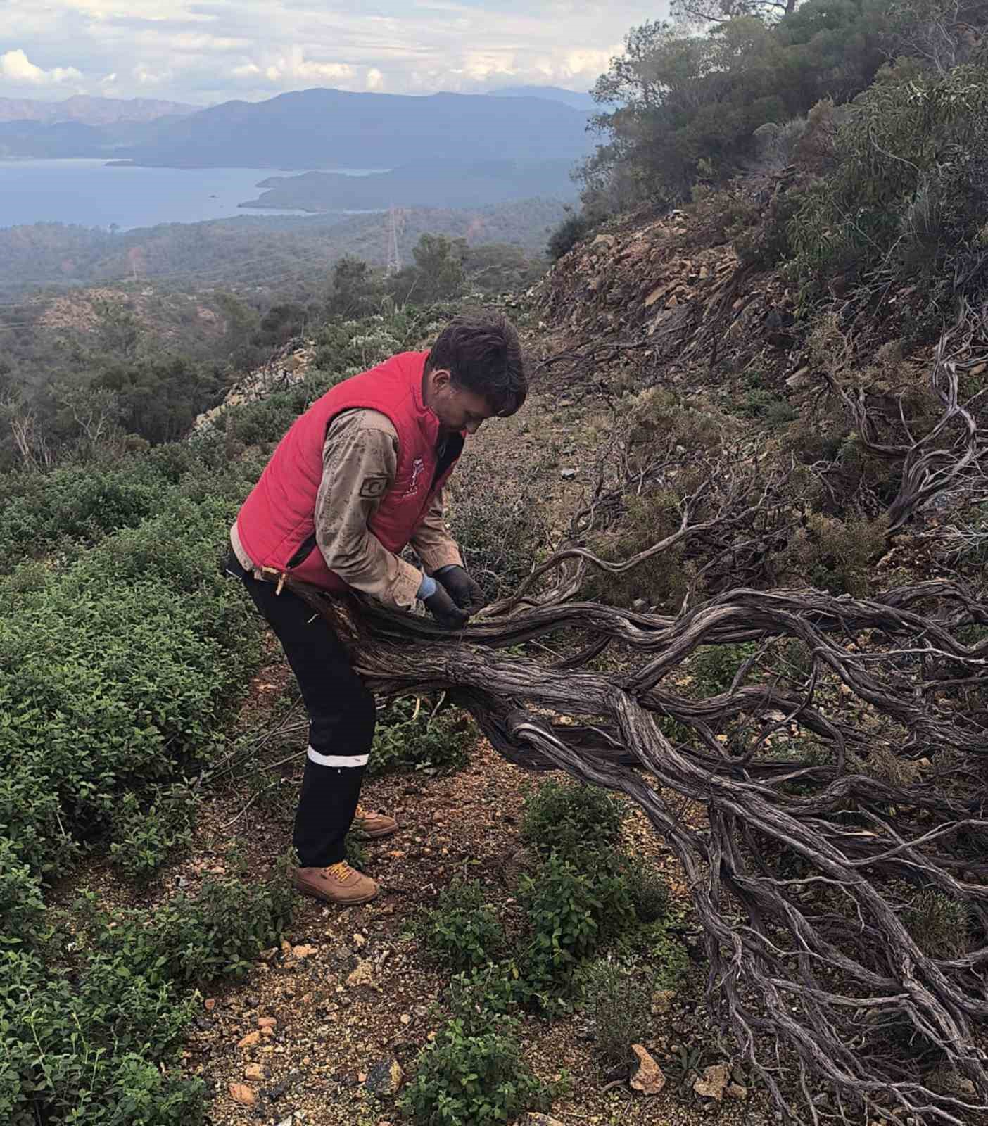 Kuru Geven köylünün gelir kaynağı oldu
