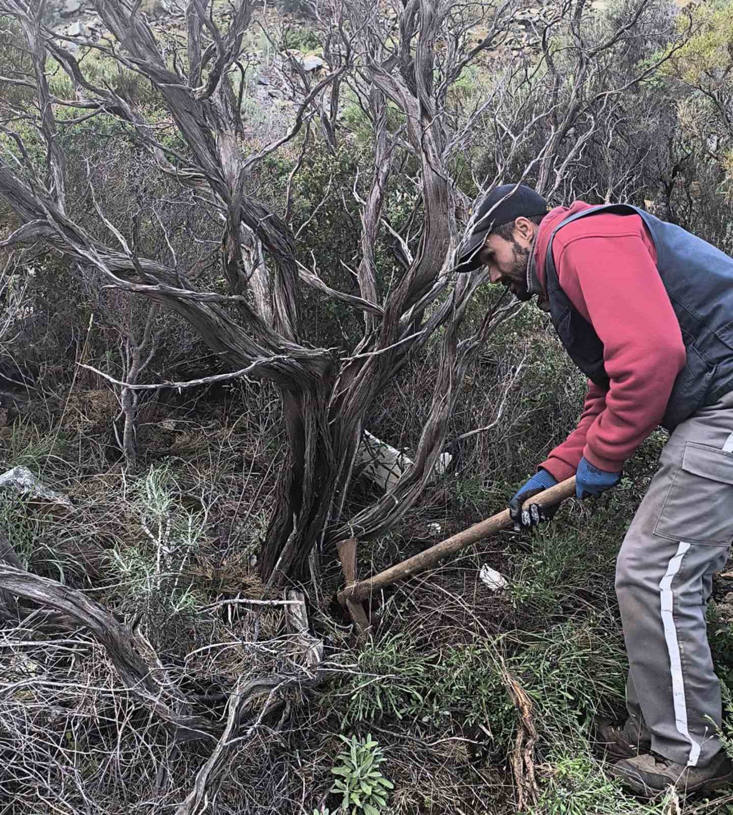 Kuru Geven köylünün gelir kaynağı oldu
