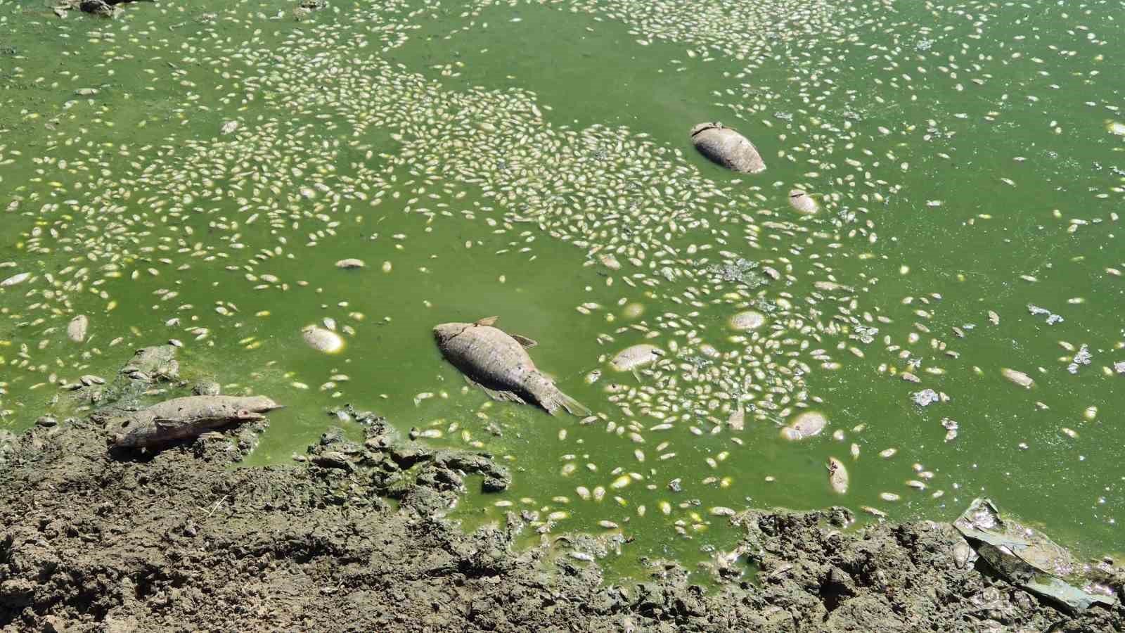 Kuruyan gölet yeniden canlandı: Çatlayan topraklar suyla buluştu
