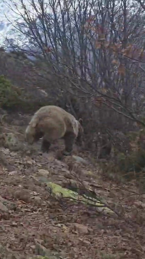 Kuş gözlemi için çıktığı arazide ayı ile karşı karşıya kaldı... Korku dolu anlar kamerada
