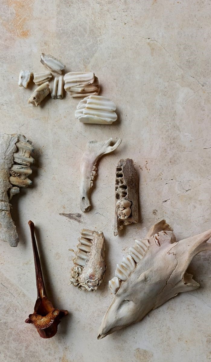 Kuşadası kıyılarında fırtına sonrası ortaya çıkan kemikler incelendi
