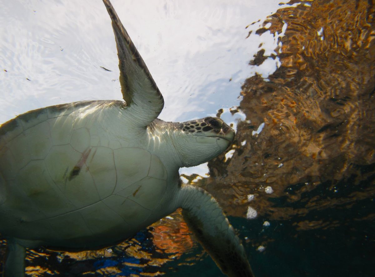 Kuşadası Körfezi’nde ‘deniz kaplumbağası’ alarmı
