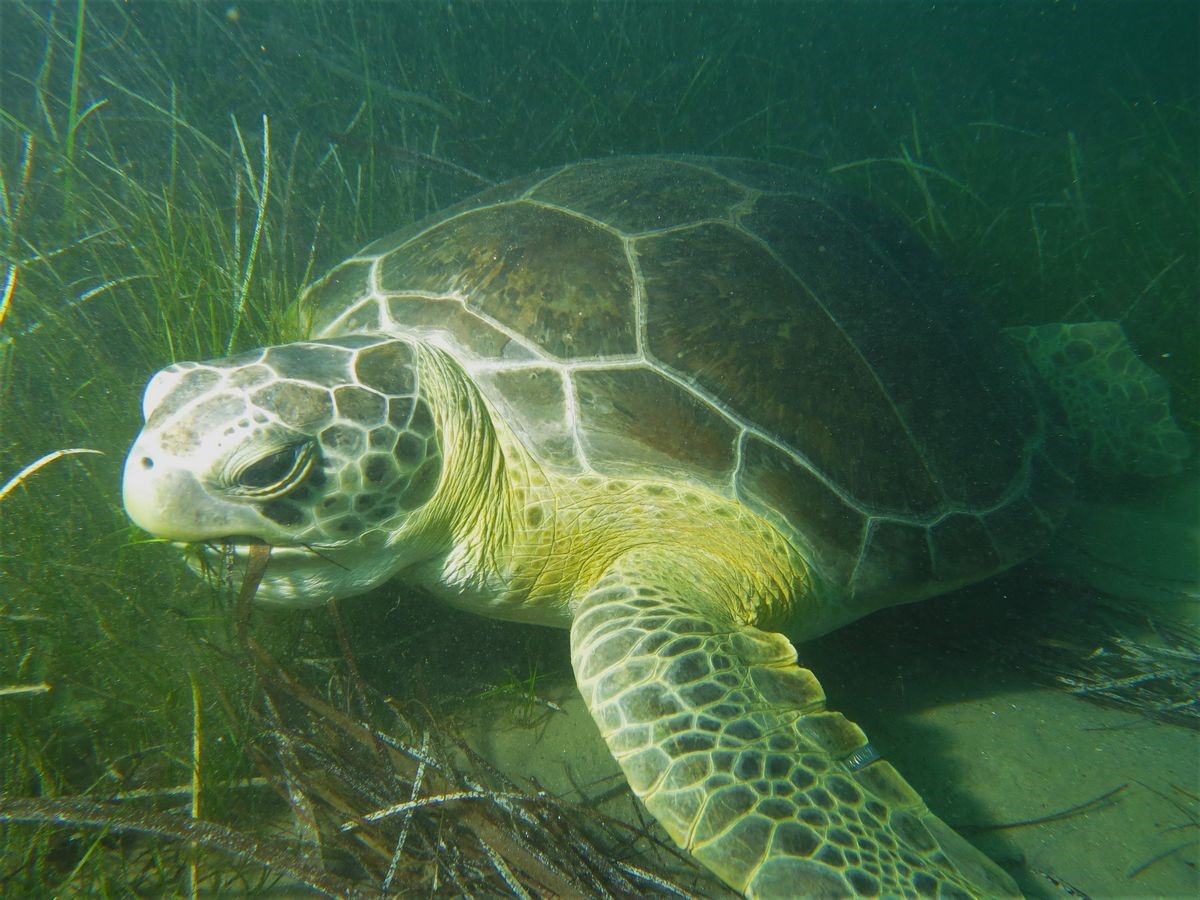 Kuşadası Körfezi’nde ‘deniz kaplumbağası’ alarmı
