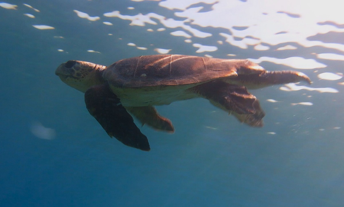 Kuşadası Körfezi’nde ‘deniz kaplumbağası’ alarmı
