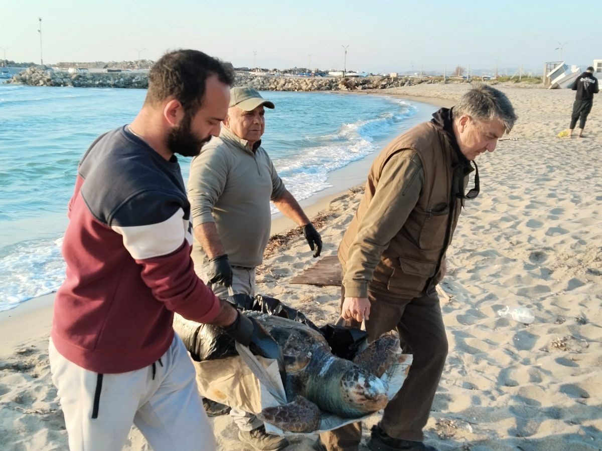 Kuşadası’nda 2 yeşil deniz kaplumbağası ve 1 caretta caretta ölü bulundu
Kuşadası’nda 2 yeşil deniz kaplumbağası ve 1 caretta caretta ölü bulundu