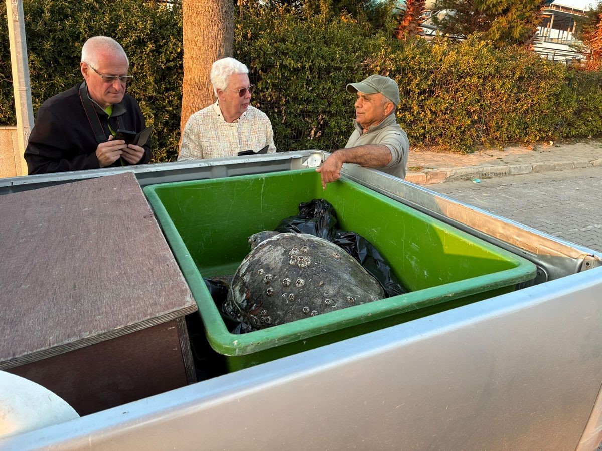 Kuşadası’nda 2 yeşil deniz kaplumbağası ve 1 caretta caretta ölü bulundu
Kuşadası’nda 2 yeşil deniz kaplumbağası ve 1 caretta caretta ölü bulundu
