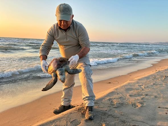 Kuşadası’nda 2 yeşil deniz kaplumbağası ve 1 caretta caretta ölü bulundu
Kuşadası’nda 2 yeşil deniz kaplumbağası ve 1 caretta caretta ölü bulundu