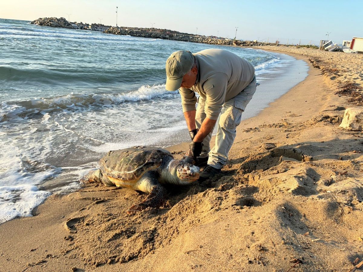 Kuşadası’nda 2 yeşil deniz kaplumbağası ve 1 caretta caretta ölü bulundu
Kuşadası’nda 2 yeşil deniz kaplumbağası ve 1 caretta caretta ölü bulundu