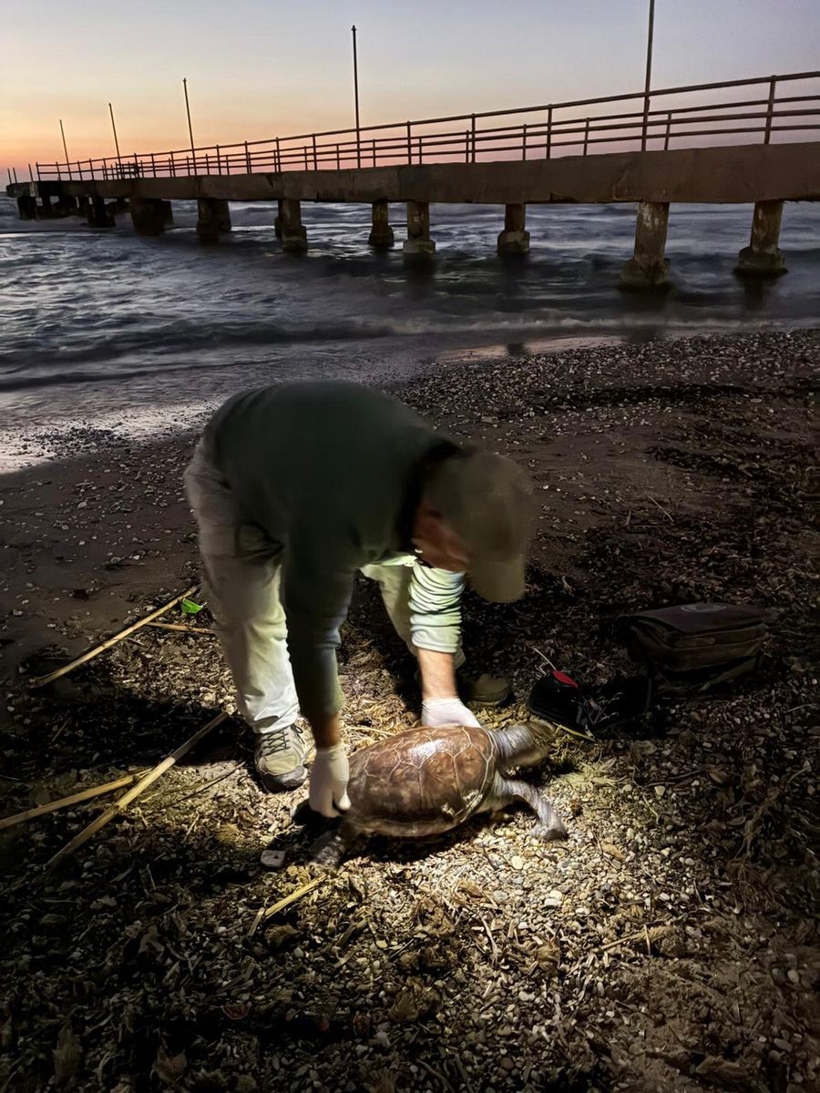 Kuşadası’nda 2 yeşil deniz kaplumbağası ve 1 caretta caretta ölü bulundu
Kuşadası’nda 2 yeşil deniz kaplumbağası ve 1 caretta caretta ölü bulundu
