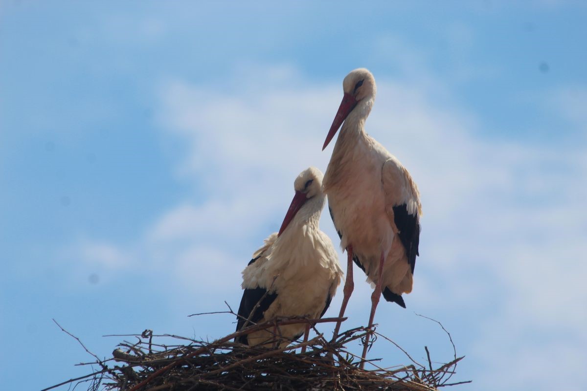 Kuşadası’nda 40 yıl sonra leylek sevinci
