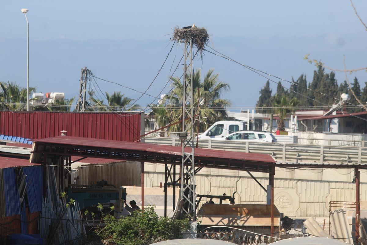 Kuşadası’nda 40 yıl sonra leylek sevinci
