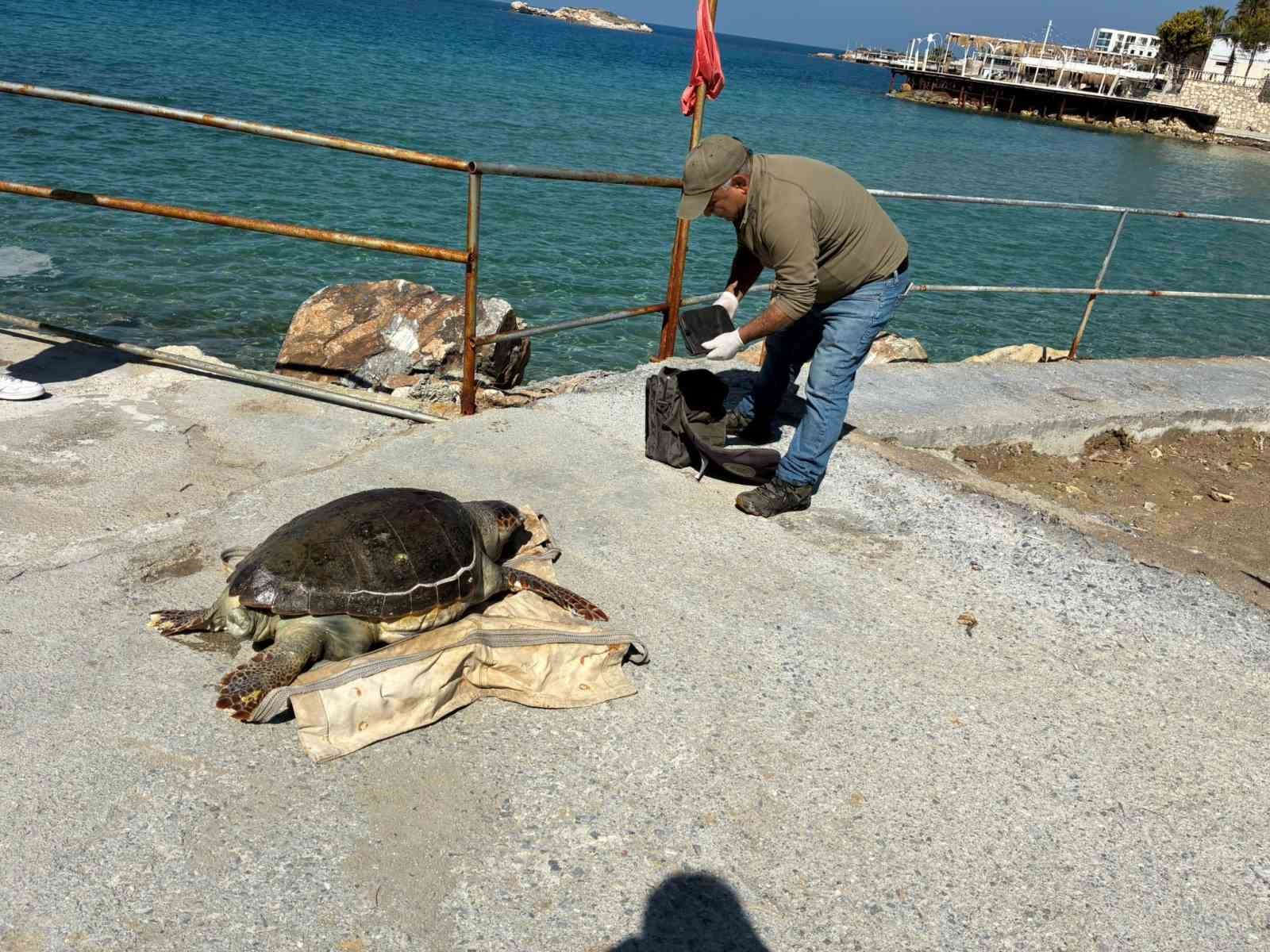 Kuşadası’nda deniz kaplumbağası ölümleri artıyor: Bir haftada 7 kayıp
Kuşadası’nda deniz kaplumbağası ölümleri artıyor: Bir haftada 7 kayıp