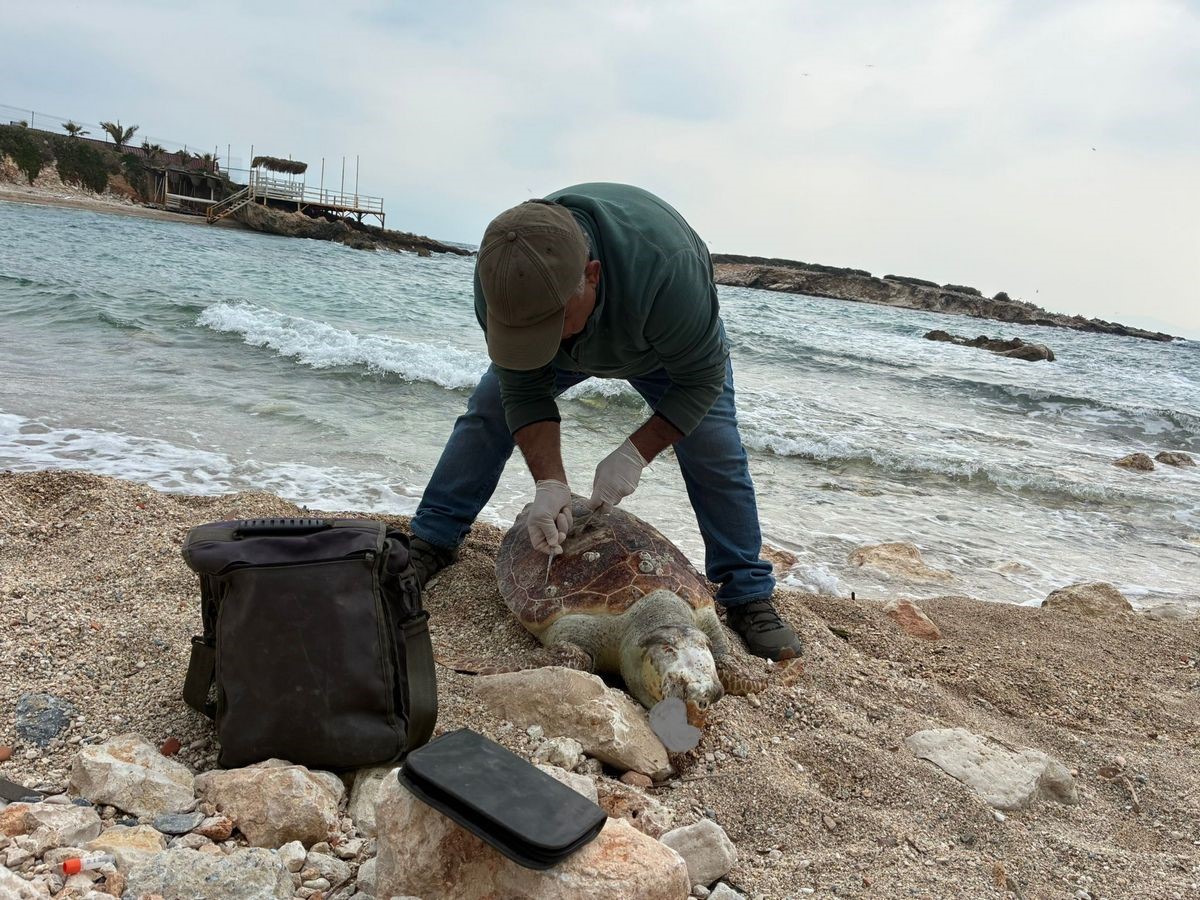 Kuşadası’nda deniz kaplumbağası ölümleri artıyor: Bir haftada 7 kayıp
Kuşadası’nda deniz kaplumbağası ölümleri artıyor: Bir haftada 7 kayıp
