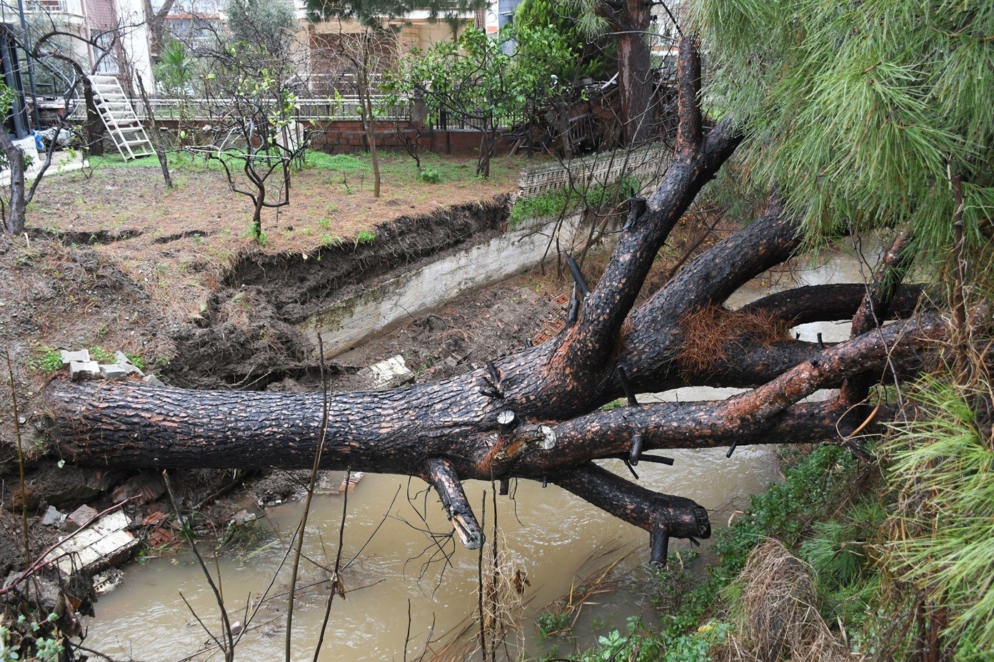 Kuşadası’nda dereye devrilen çam ağacı dere yatağını tıkadı, belediye ekipleri seferber oldu
