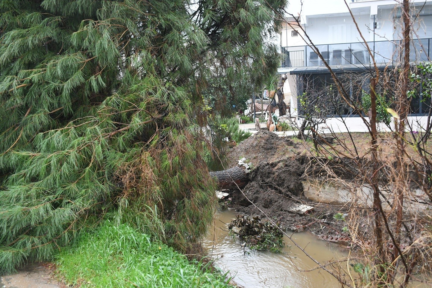 Kuşadası’nda dereye devrilen çam ağacı dere yatağını tıkadı, belediye ekipleri seferber oldu
