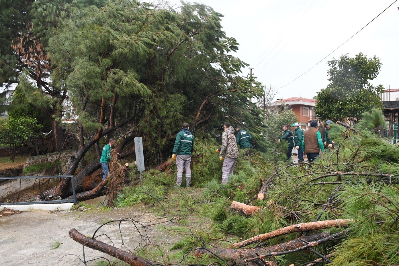 Kuşadası’nda dereye devrilen çam ağacı dere yatağını tıkadı, belediye ekipleri seferber oldu
