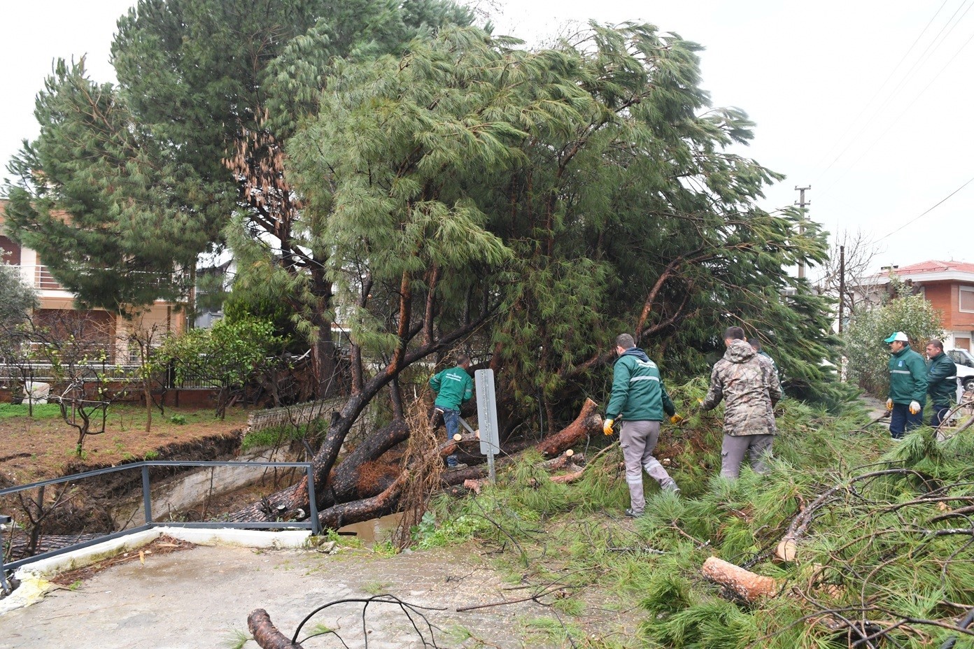 Kuşadası’nda dereye devrilen çam ağacı dere yatağını tıkadı, belediye ekipleri seferber oldu
