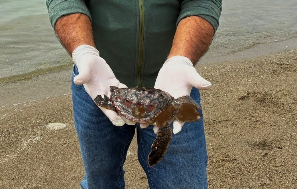 Kuşadası’nda iki deniz kaplumbağası ölü bulundu
