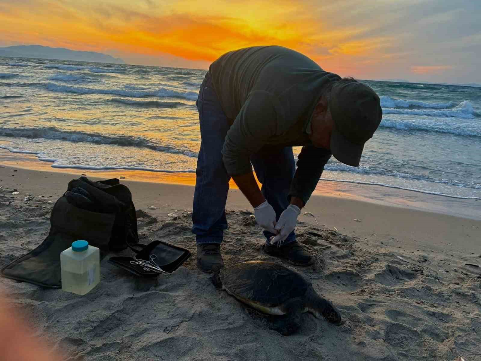 Kuşadası’nda iki deniz kaplumbağası ölü bulundu
