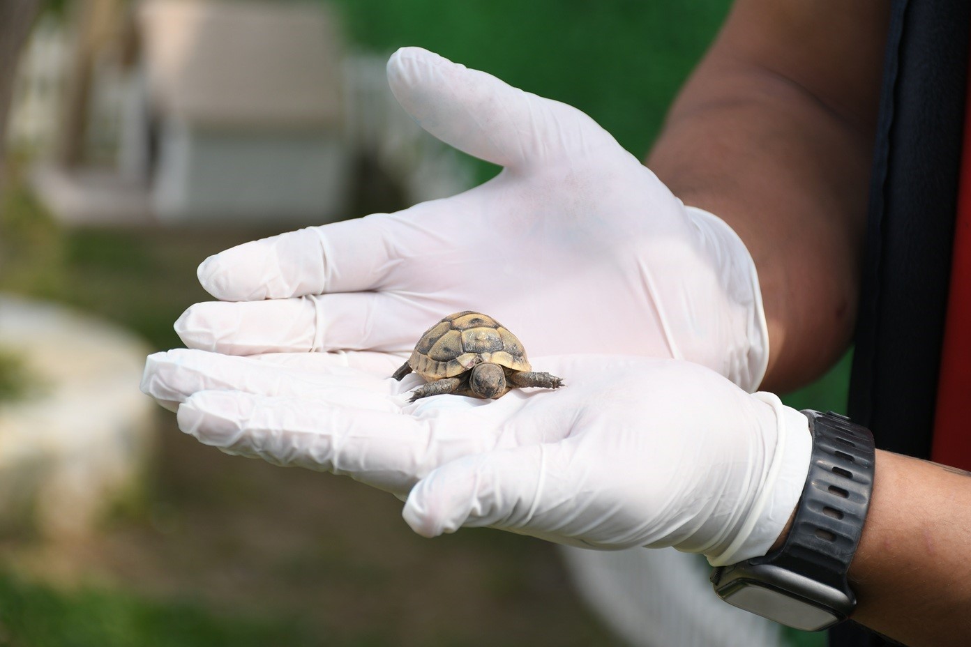 Kuşadası’nda kaplumbağalar için özel yaşam alanı oluşturuldu
Kuşadası’nda kaplumbağalar için özel yaşam alanı oluşturuldu