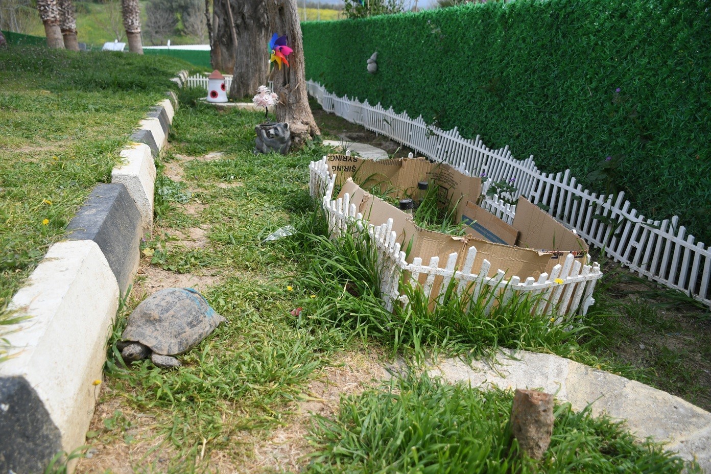 Kuşadası’nda kaplumbağalar için özel yaşam alanı oluşturuldu
Kuşadası’nda kaplumbağalar için özel yaşam alanı oluşturuldu