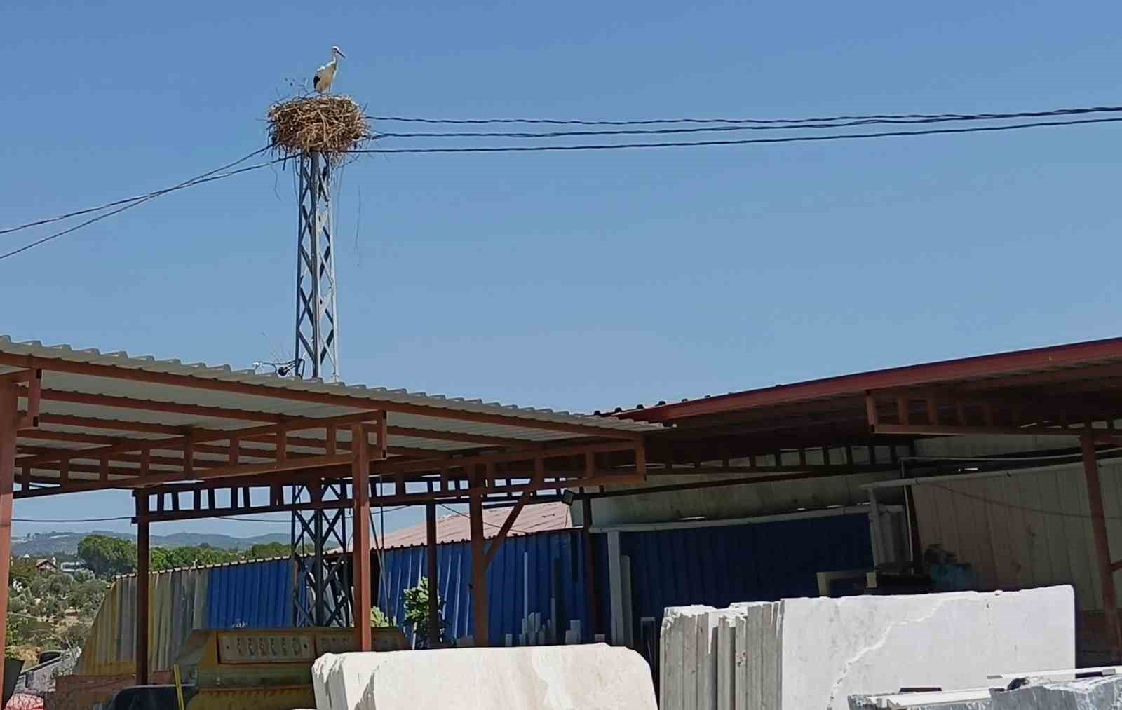 Kuşadası’nda leylekler geri döndü
