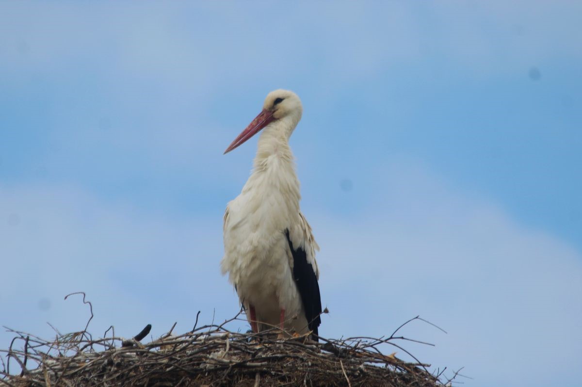 Kuşadası’nda leylekler geri döndü
