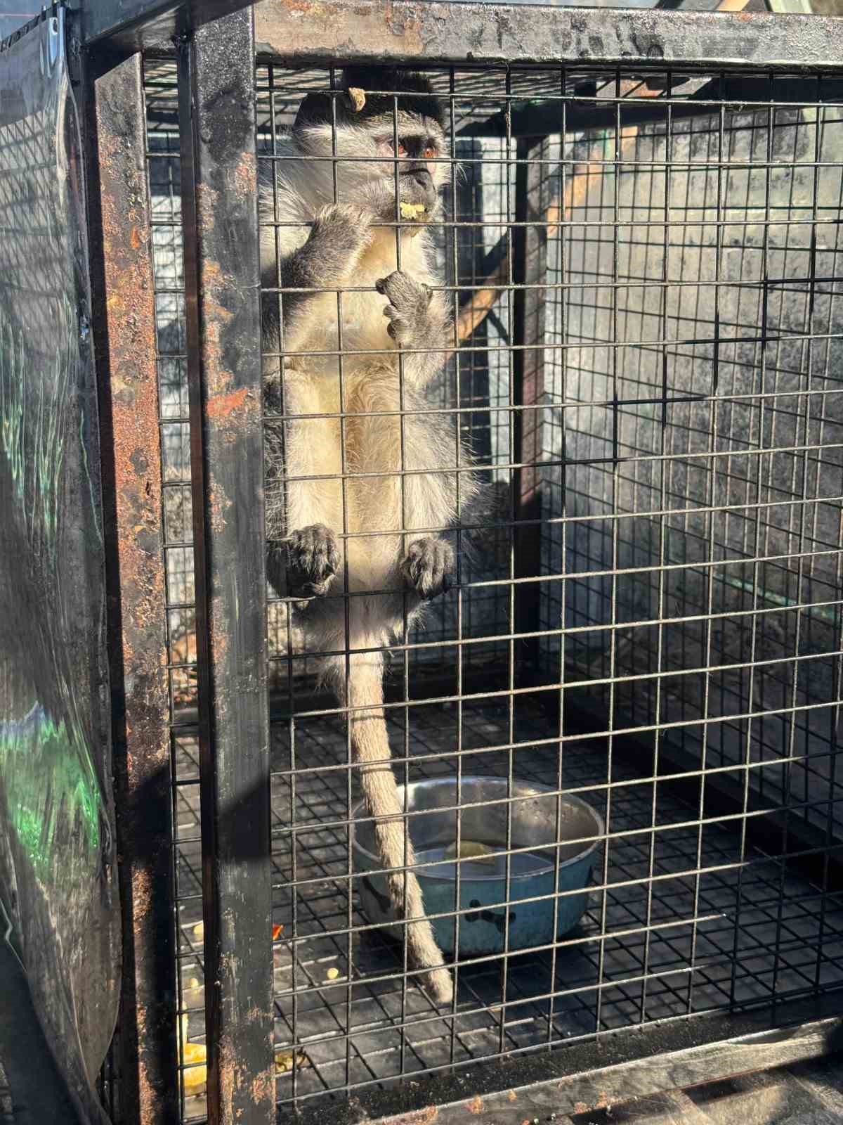 Kuşadası’nda ruhsatsız silah ve maymun ele geçirildi
